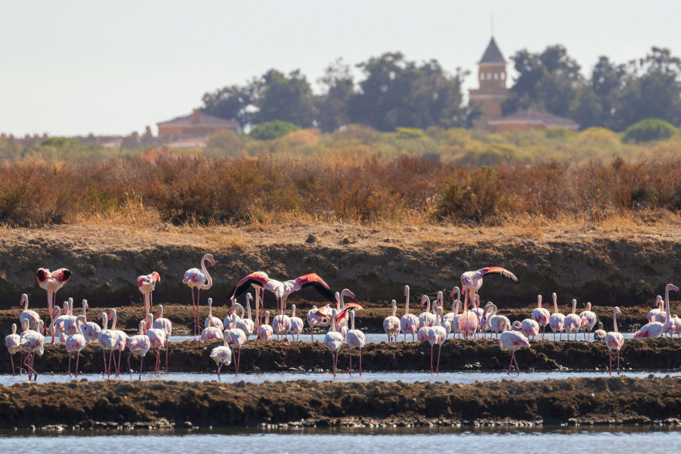 Flamingo Ria Formosa - Algarve